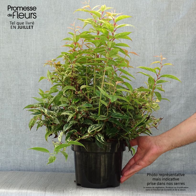 Example of Leucothoe fontanesiana Makijaz as you get in ete
