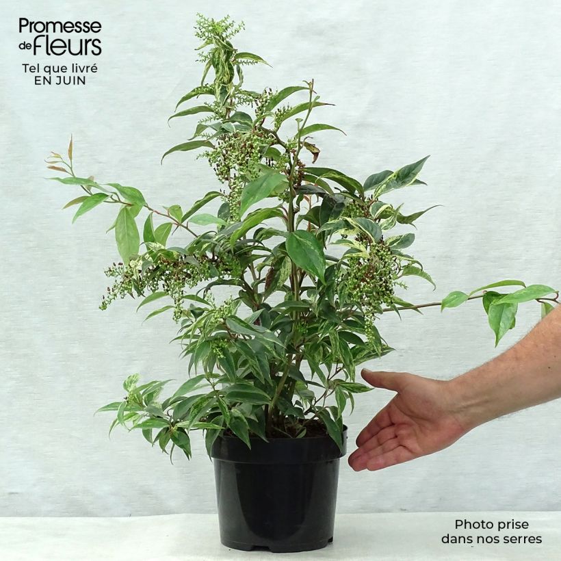 Spécimen de Leucothoe fontanesiana Rainbow Pot de 2L/3L tel que livré en été