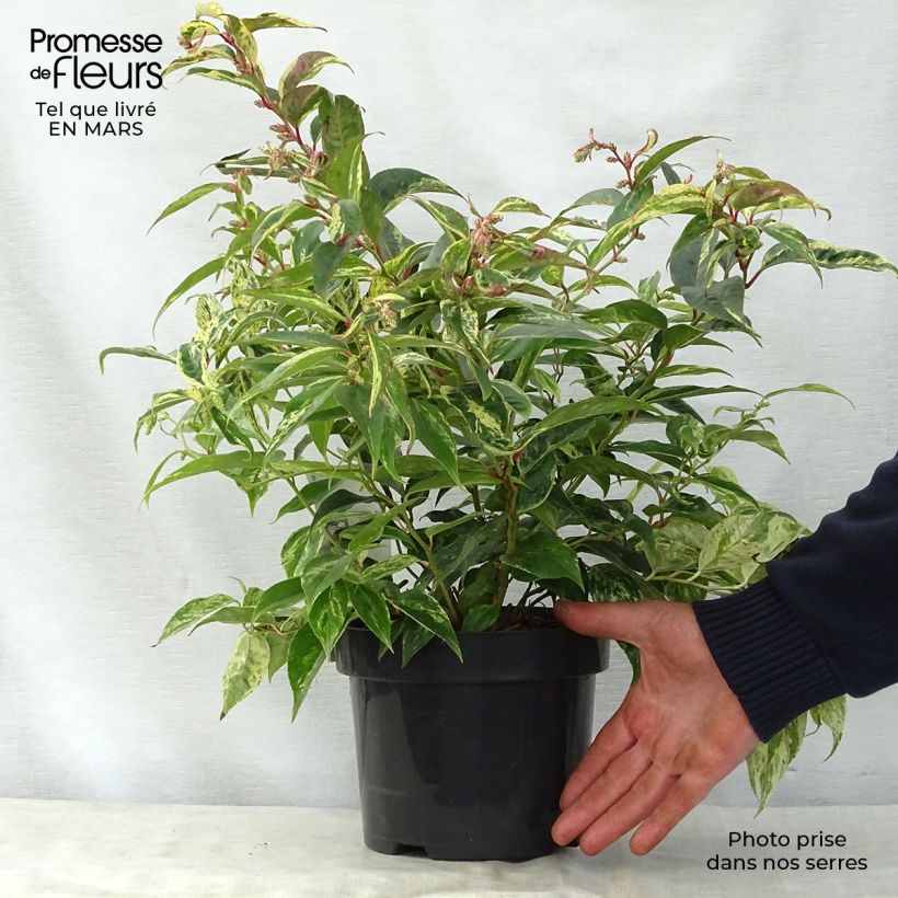 Spécimen de Leucothoe fontanesiana Rainbow en pot de 2/3L tel que livré au printemps