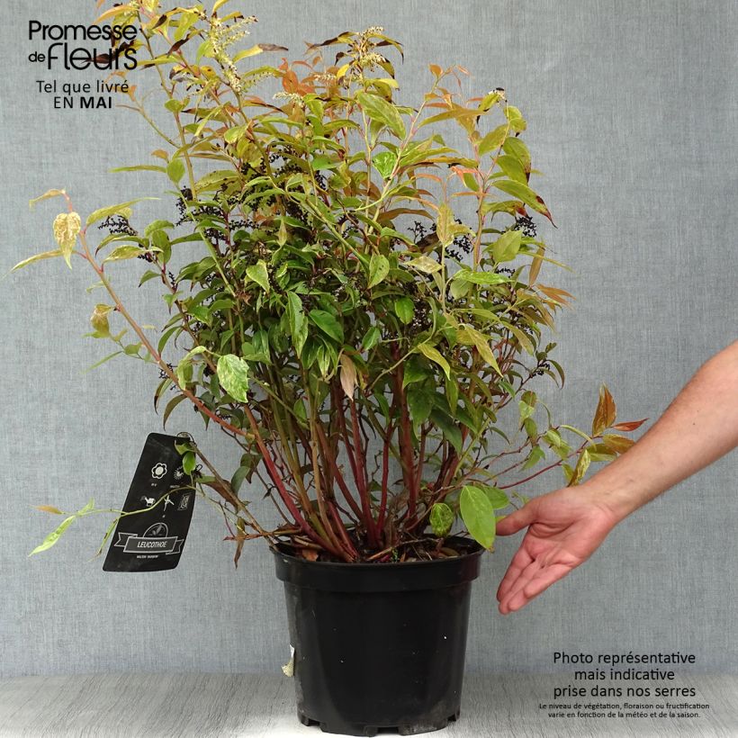 Spécimen de Leucothoe fontanesiana Rainbow en pot de 7,5L/10L tel que livré au printemps