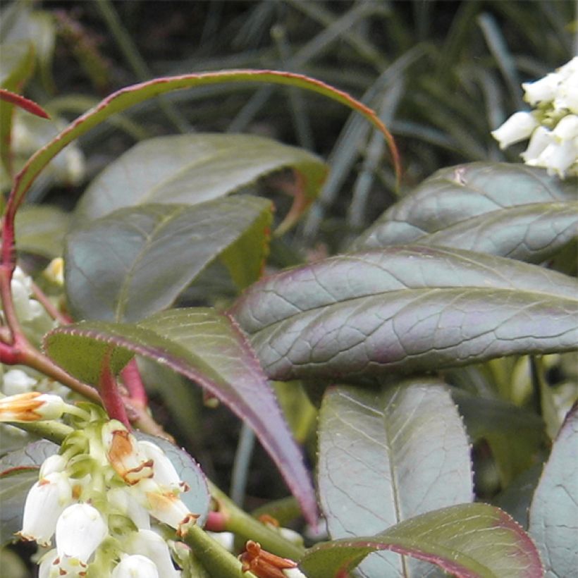 Leucothoe fontanesiana Scarletta (Feuillage)