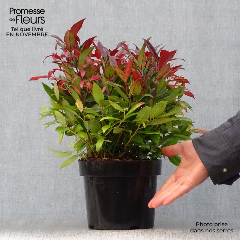 Spécimen de Leucothoe fontanesiana Scarletta Pot de 2L/3L tel que livré en automne