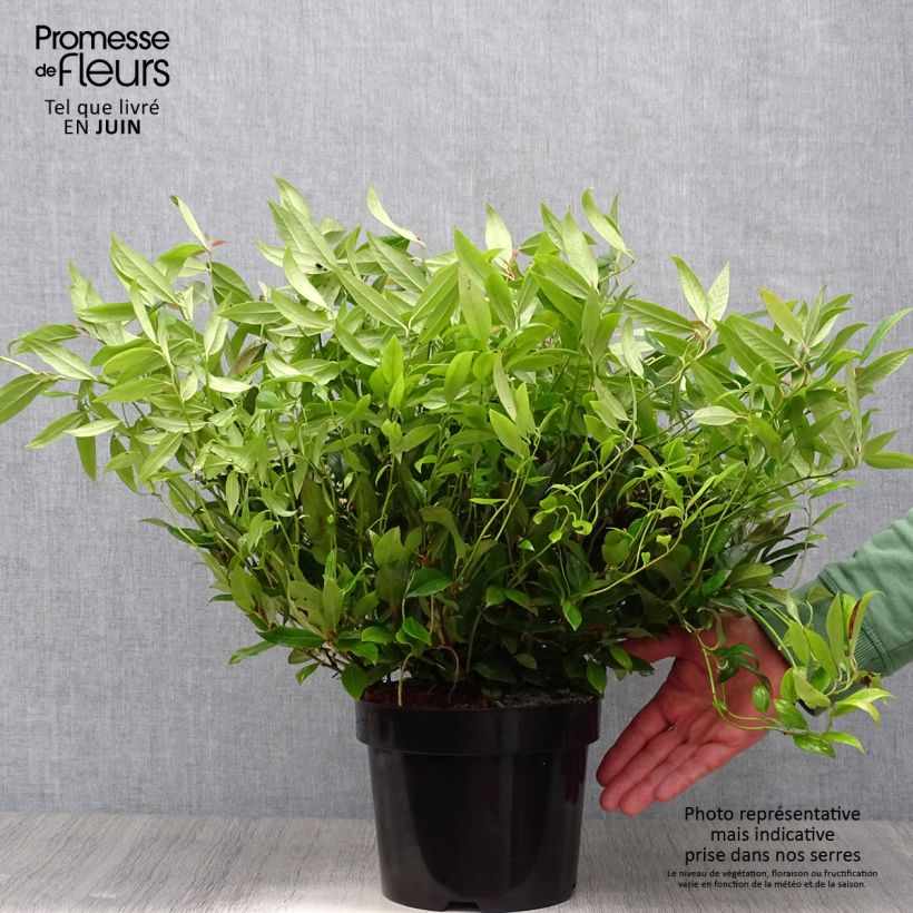 Spécimen de Leucothoe fontanesiana Scarletta Pot de 2L/3L tel que livré en été