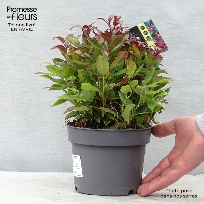 Spécimen de Leucothoe fontanesiana Scarletta en pot de 3L tel que livré au printemps