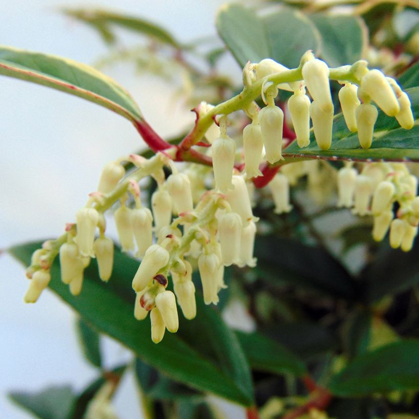 Leucothoe fontanesiana Whitewater (Floraison)