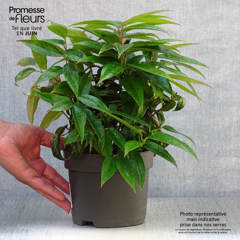 Spécimen de Leucothoe fontanesiana Zebonard - Leucothoe walteri Zebonard Pot de 2L/3L tel que livré en été