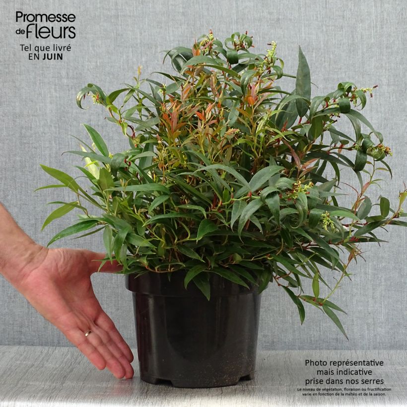 Spécimen de Leucothoe keiskei Burning Love Pot de 2L/3L tel que livré en été