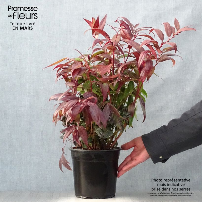Spécimen de Leucothoe walteri Royal Ruby Pot de 2L tel que livré au printemps