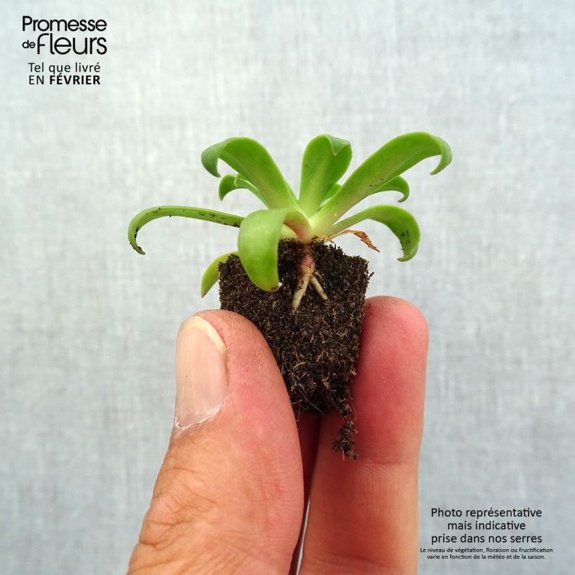 Spécimen de Lewisia cotyledon Elise Ruby Red  Mini-motte 2,5 cm tel que livré en automne