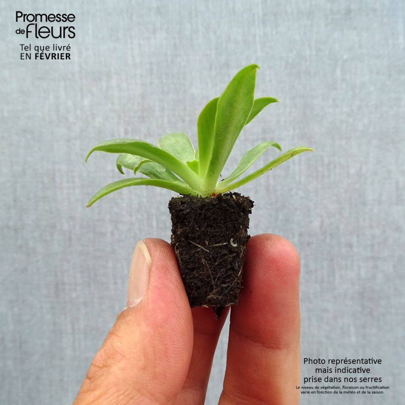 Spécimen de Lewisia cotyledon Elise Ultra Violet Mini-motte 2,5 cm tel que livré en automne