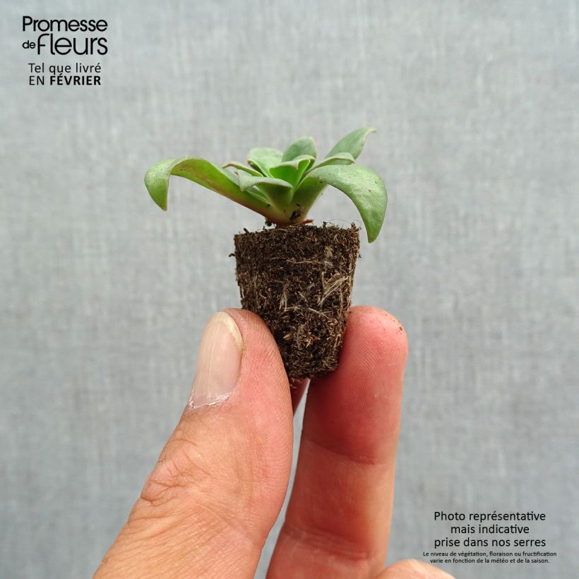 Spécimen de Lewisia cotyledon Elise en mélange Mini-motte Ø 1,5/2,5 cm tel que livré en automne