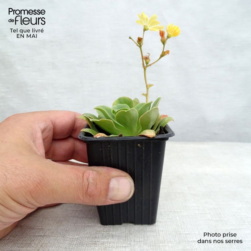 Spécimen de Lewisia cotyledon en mélange Godet de 8 cm tel que livré au printemps