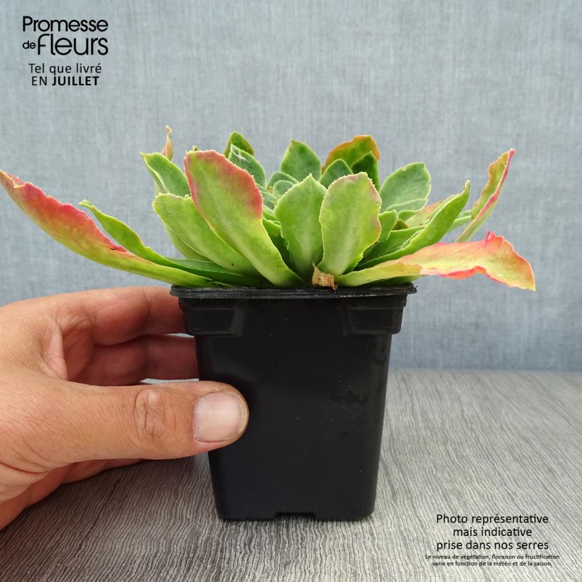 Spécimen de Lewisia cotyledon en mélange Godet de 7/8 cm tel que livré en été