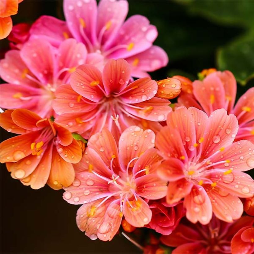 Lewisia cotyledon en mélange (Floraison)