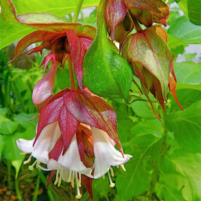 Arbre aux faisans - Leycesteria formosa (Floraison)