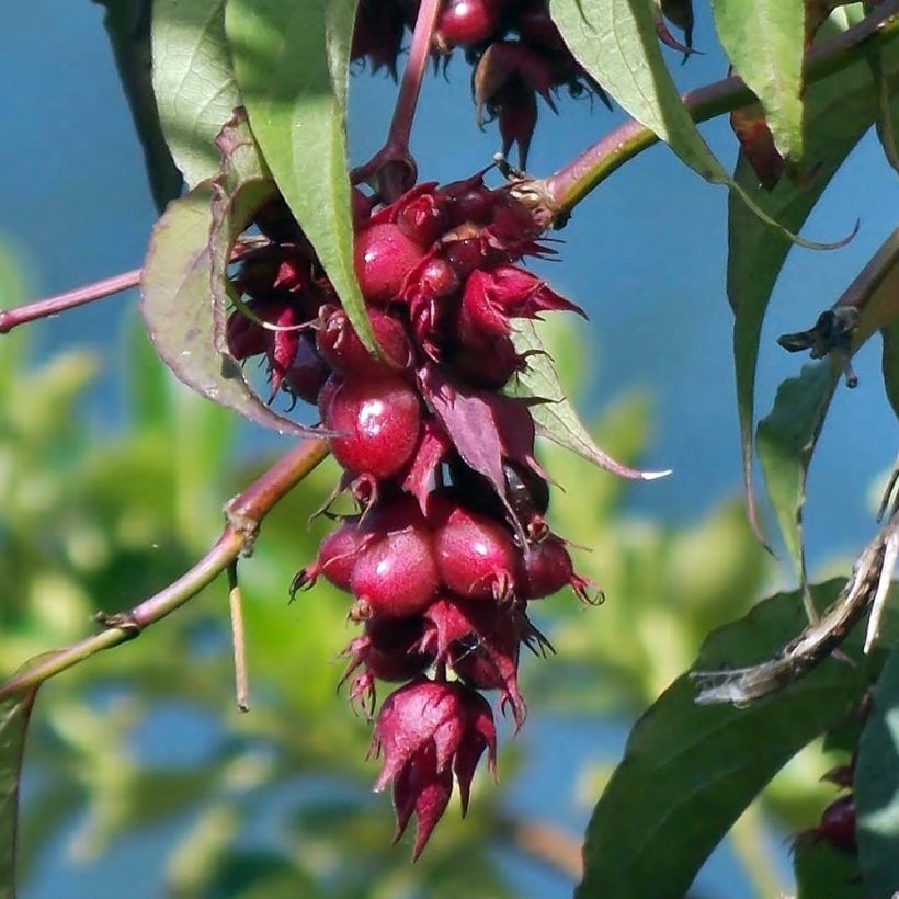 Arbre aux faisans - Leycesteria formosa (Récolte)