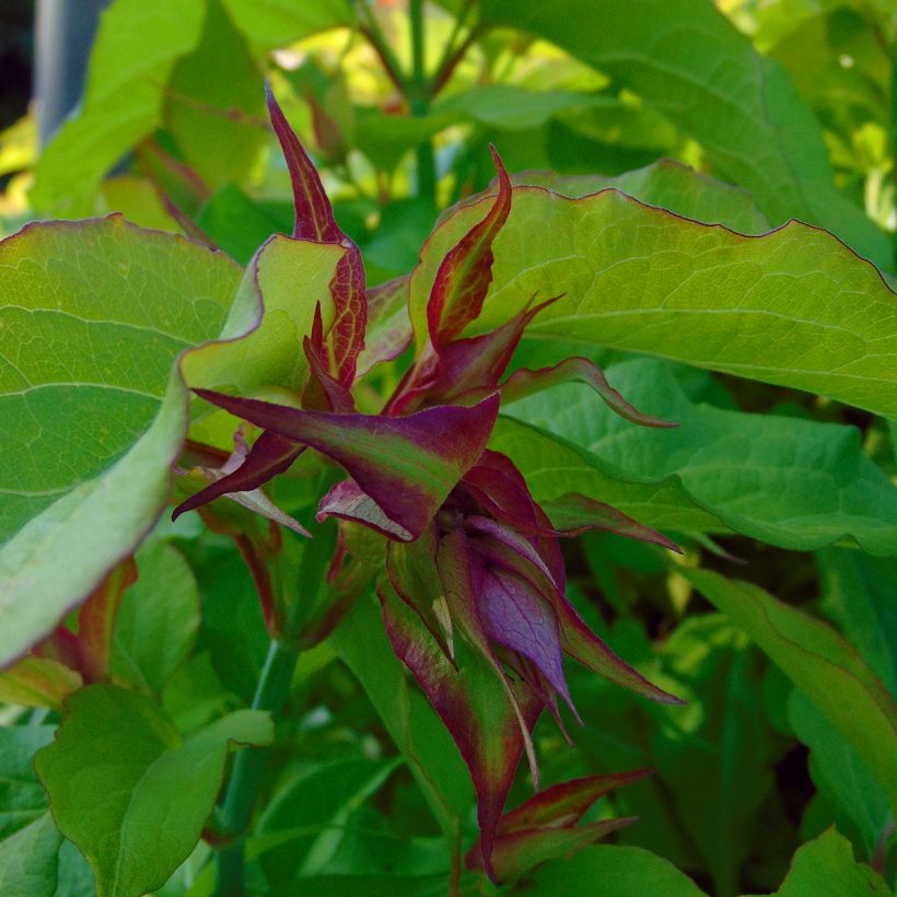 Leycesteria formosa Golden Lanterns - Arbre aux faisans (Floraison)