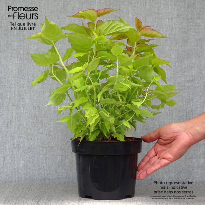 Spécimen de Leycesteria formosa Golden Lanterns - Arbre aux faisans Pot de 2L/3L tel que livré en été