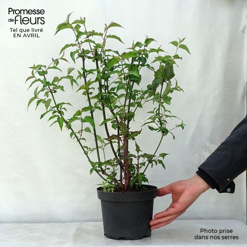 Spécimen de Arbre aux faisans Purple Rain Pot de 2L/3LHauteur livrée env. 40/50cm tel que livré au printemps