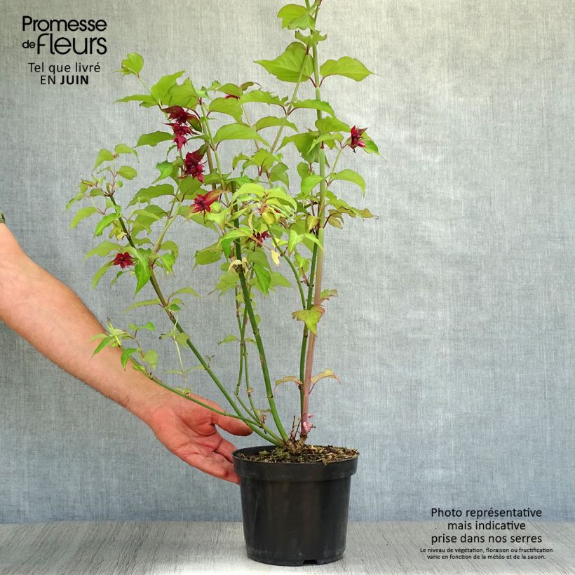 Spécimen de Arbre aux faisans Purple Rain Pot de 2L/3L tel que livré en été