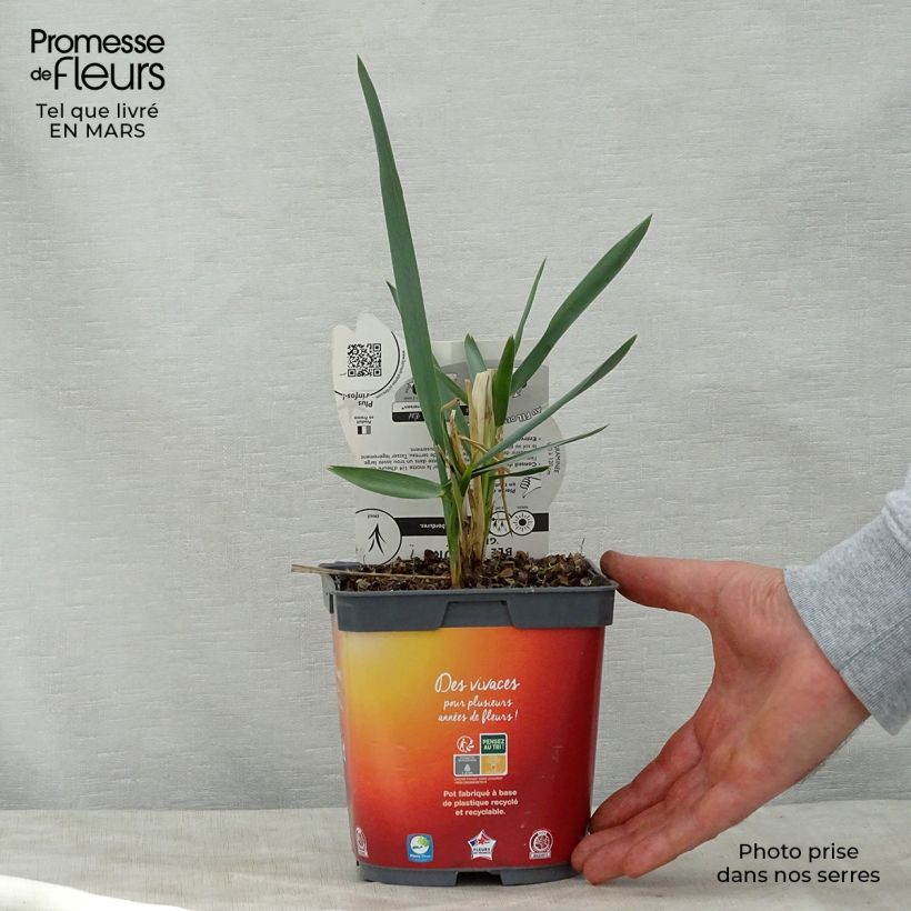Spécimen de Leymus arenarius - Blé d'Azur en pot de 2L tel que livré au printemps