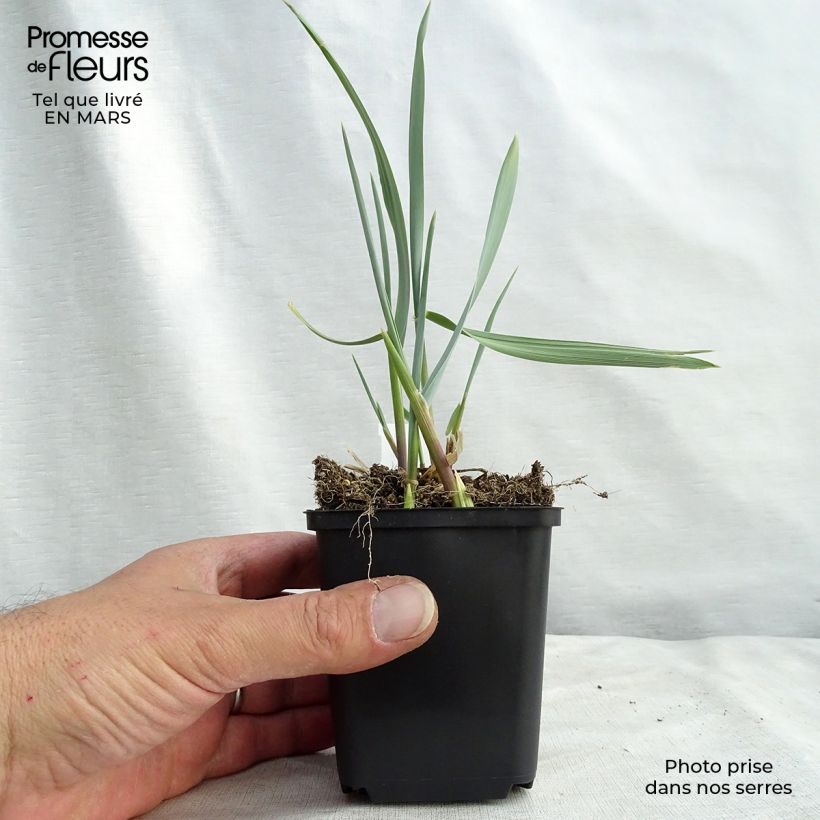 Spécimen de Leymus arenarius Blue Dune - Blé d'Azur  Godet de 9cm tel que livré au printemps