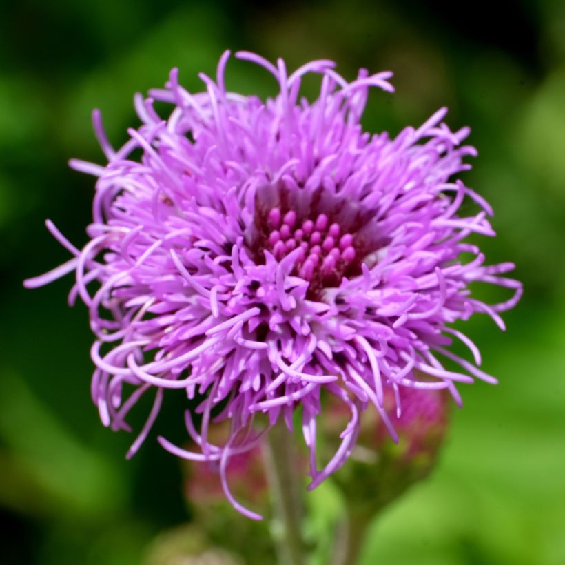 Liatris ligulistylis, Plume du Kansas (Floraison)