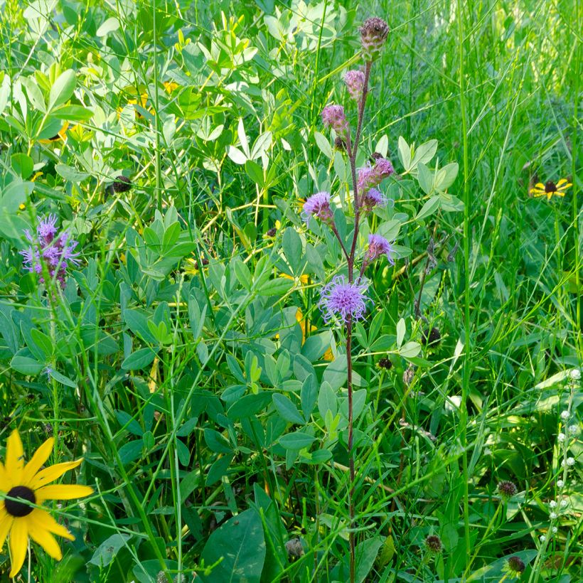 Liatris ligulistylis, Plume du Kansas (Port)