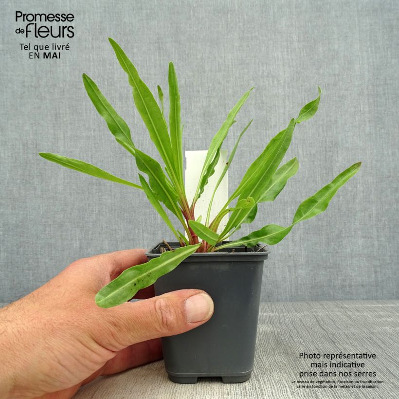 Spécimen de Liatris ligulistylis, Plume du Kansas Godet de 8/9 cm tel que livré au printemps