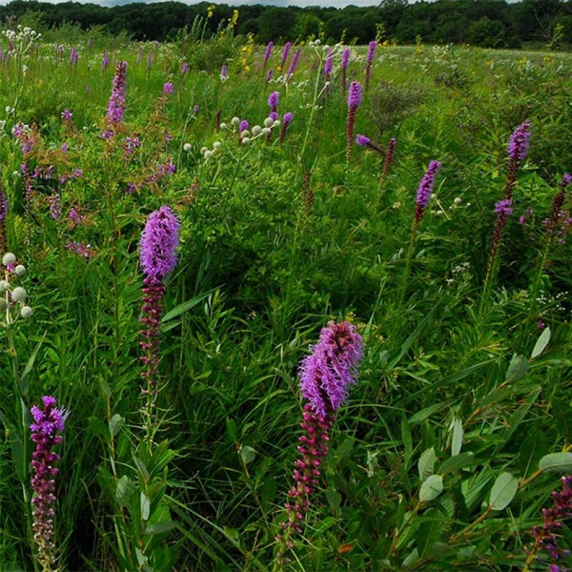 Liatris pycnostachya (Floraison)