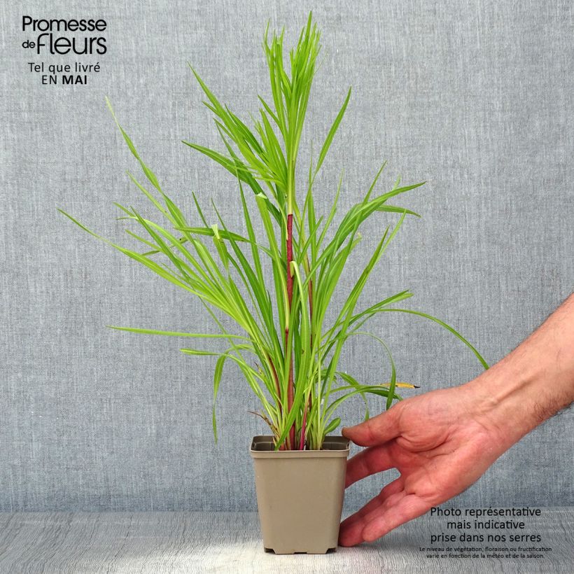 Spécimen de Liatris pycnostachya Godet de 8/9 cm tel que livré au printemps