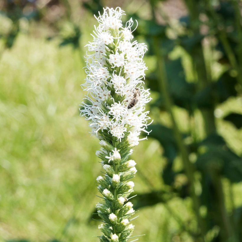 Plume du Kansas - Liatris spicata Floristan White (Floraison)