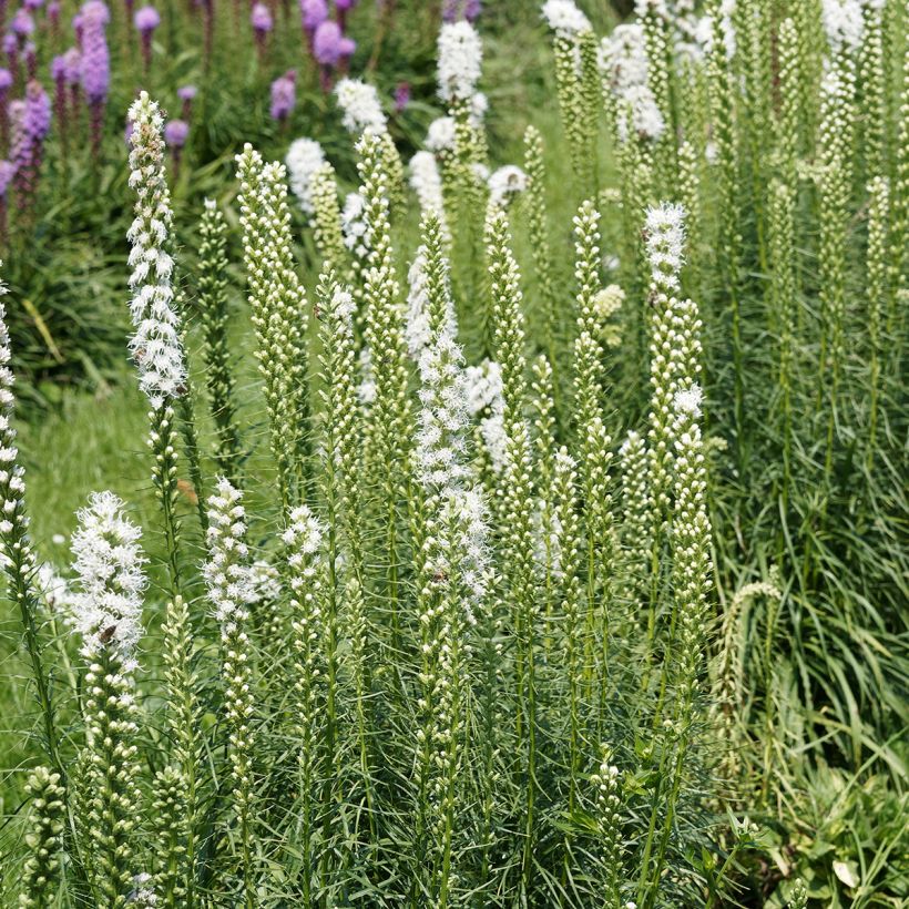 Plume du Kansas - Liatris spicata Floristan White (Port)