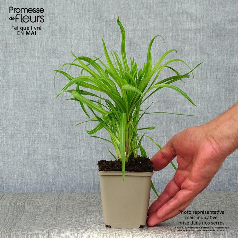 Spécimen de Liatris spicata, Liatride à épis, Plume du Kansas Godet de 9cm tel que livré au printemps
