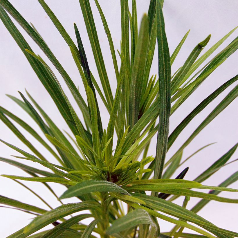 Liatris spicata, Liatride à épis, Plume du Kansas (Feuillage)