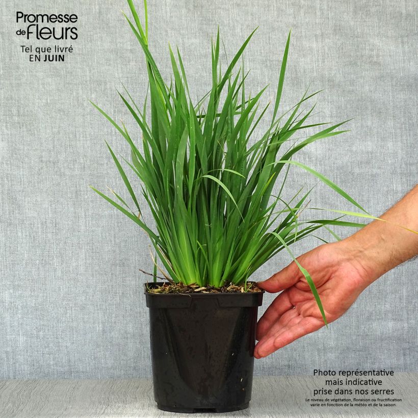 Spécimen de Libertia Caerulescens Pot de 2L/3L tel que livré en été
