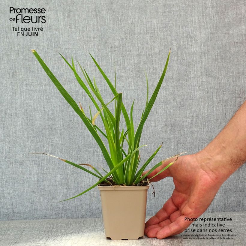 Spécimen de Libertia formosa - Iris du Chili Godet de 8/9 cm tel que livré au printemps