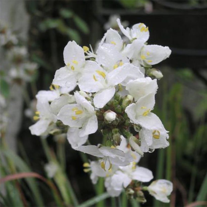 Libertia grandiflora  (Floraison)