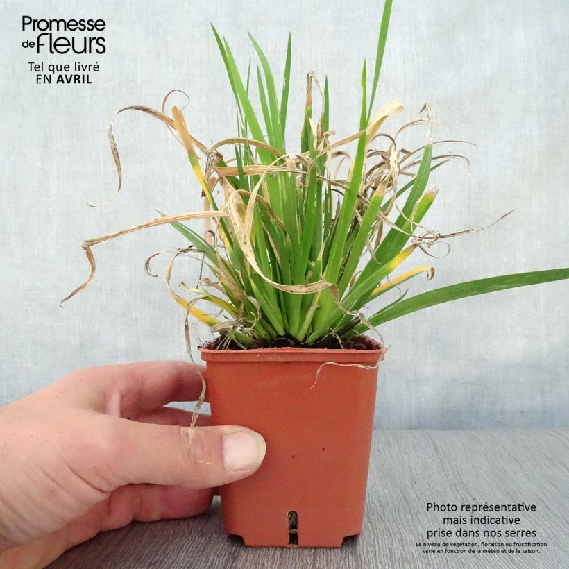Spécimen de Libertia grandiflora - Godet de 9cm tel que livré au printemps