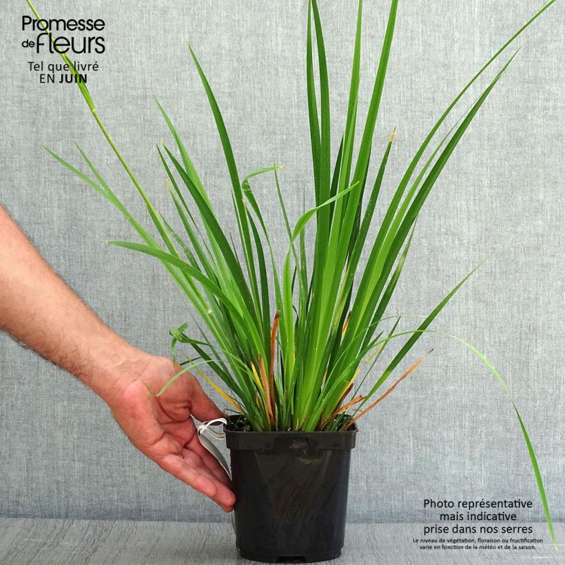 Spécimen de Libertia grandiflora  Pot de 2L/3L tel que livré en été