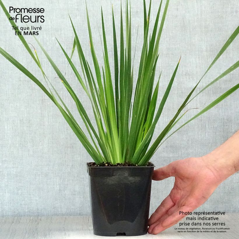 Spécimen de Libertia grandiflora - Pot de 2L/3L tel que livré au printemps
