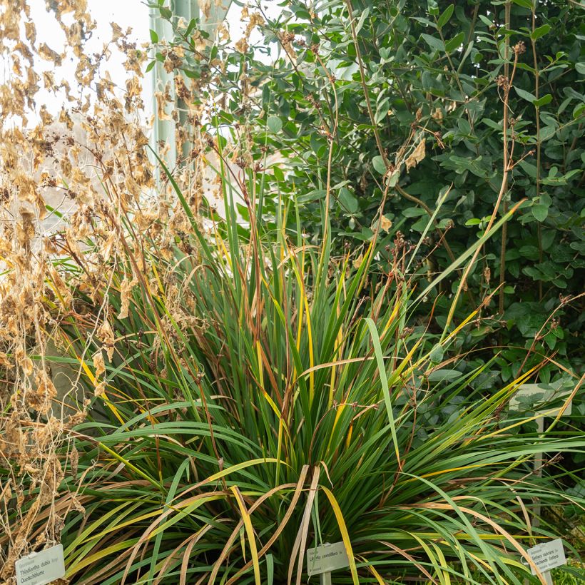 Libertia grandiflora  (Port)