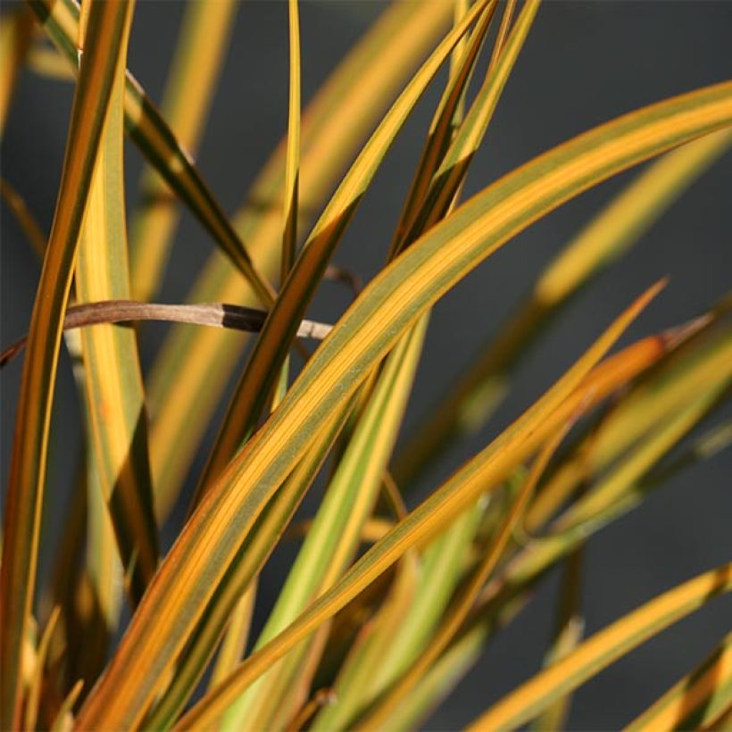 Libertia ixioides Goldfinger (Feuillage)