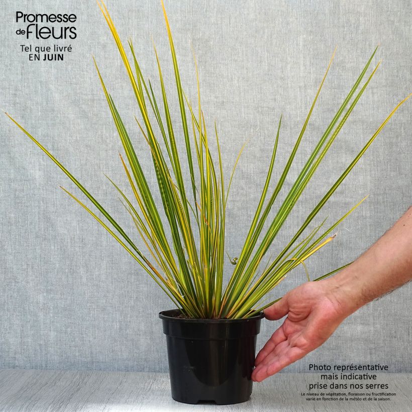Spécimen de Libertia ixioides Goldfinger Pot de 2L/3L tel que livré en été