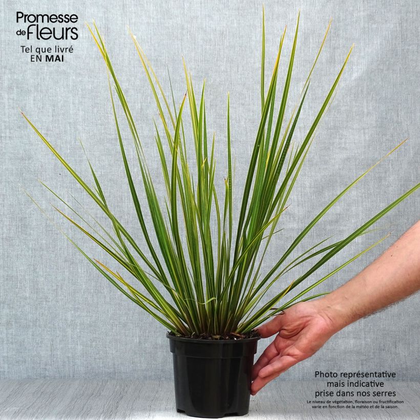 Spécimen de Libertia ixioides Goldfinger Pot de 2L/3L tel que livré au printemps