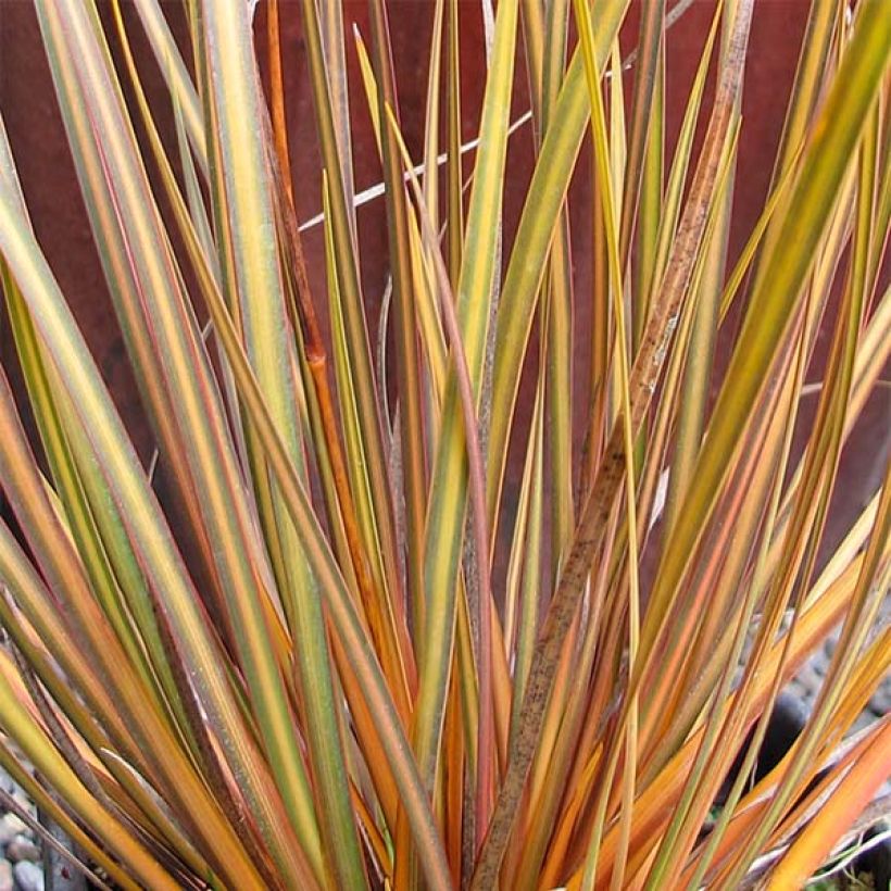 Libertia ixioides Taupo Blaze - Iris de Nouvelle-Zélande (Feuillage)