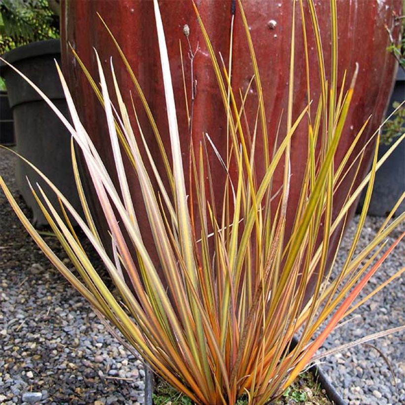 Libertia ixioides Taupo Blaze - Iris de Nouvelle-Zélande (Port)