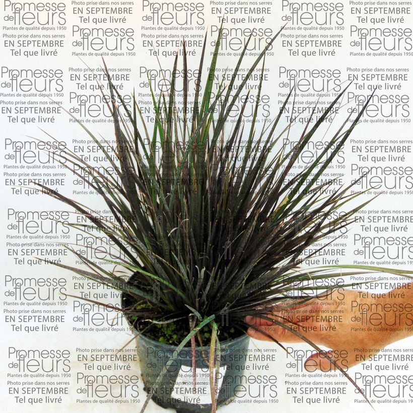 Exemple de spécimen de Libertia ixioides Taupo Blaze - Iris de Nouvelle-Zélande Pot de 2L/3L tel que livré