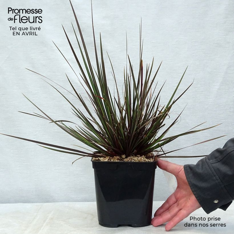 Spécimen de Libertia ixioides Taupo Sunset - Iris de Nouvelle-Zélande Pot de 2L/3L tel que livré au printemps