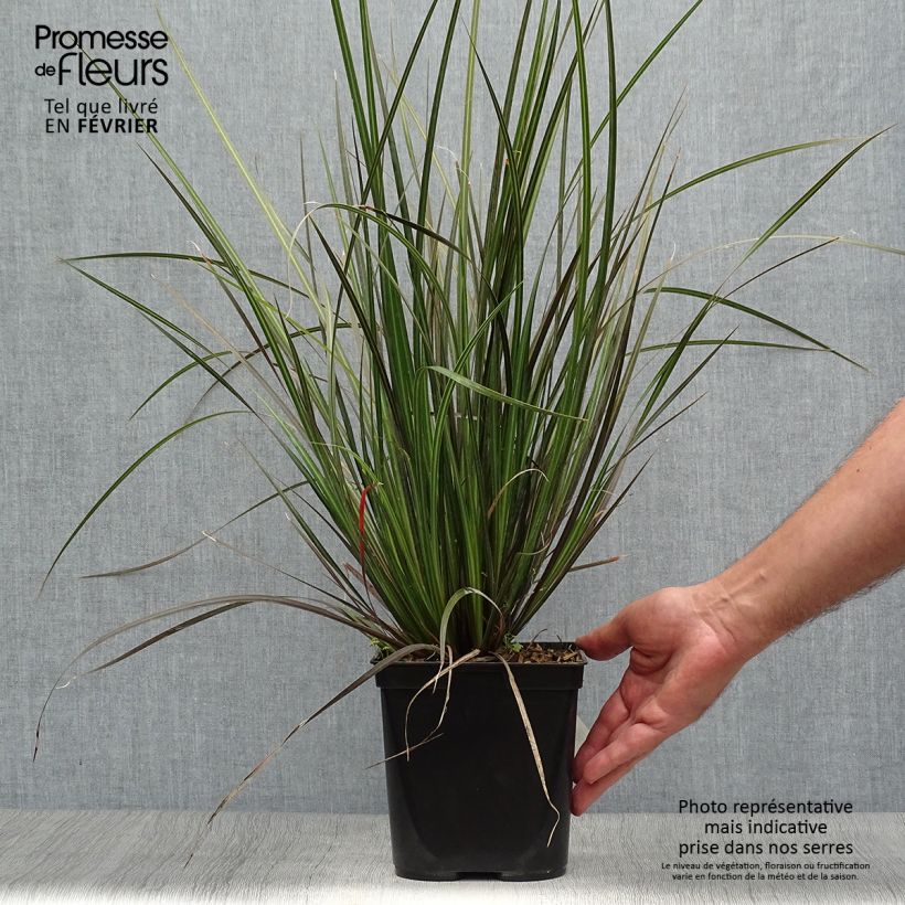 Spécimen de Libertia ixioides Taupo Sunset - Iris de Nouvelle-Zélande Pot de 2L/3L tel que livré en automne